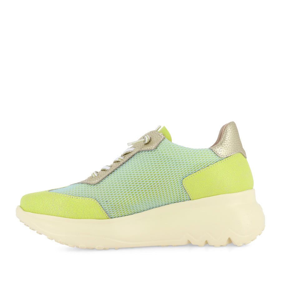 ALICE A-4001 - GREEN MULTI